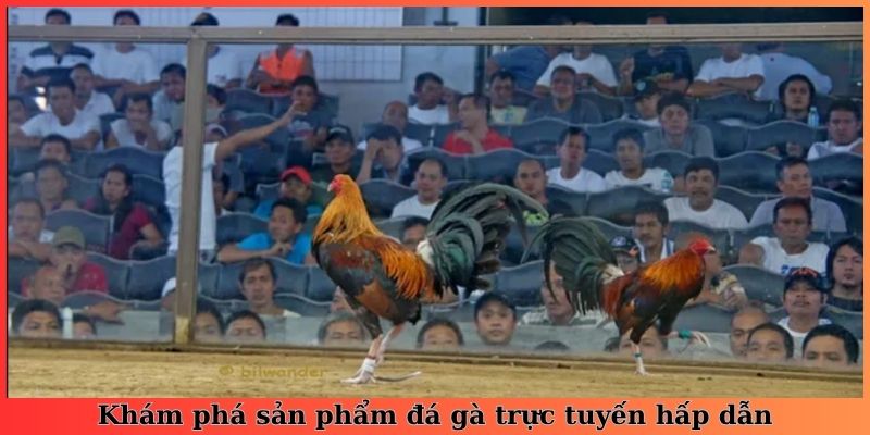 Khám phá sản phẩm đá gà trực tuyến hấp dẫn